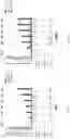 Fig. 04 - Modified cell and use thereof in gene and cell therapy