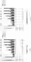 Fig. 07 - Modified cell and use thereof in gene and cell therapy