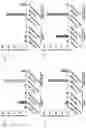 Fig. 14 - Modified cell and use thereof in gene and cell therapy