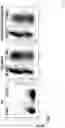 Fig. 35 - Modified cell and use thereof in gene and cell therapy