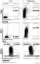 Fig. 37 - Modified cell and use thereof in gene and cell therapy