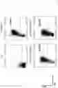 Fig. 40 - Modified cell and use thereof in gene and cell therapy