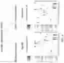 Fig. 08 - METHODS AND COMPOSITIONS FOR THE MODULATION OF OPIOID SIGNALING IN THE TUMOR MICROENVIRONMENT
