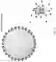 Fig. 15 - METHODS AND COMPOSITIONS FOR THE MODULATION OF OPIOID SIGNALING IN THE TUMOR MICROENVIRONMENT