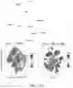 Fig. 19 - METHODS AND COMPOSITIONS FOR THE MODULATION OF OPIOID SIGNALING IN THE TUMOR MICROENVIRONMENT