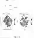 Fig. 21 - METHODS AND COMPOSITIONS FOR THE MODULATION OF OPIOID SIGNALING IN THE TUMOR MICROENVIRONMENT