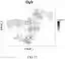 Fig. 76 - METHODS AND COMPOSITIONS FOR THE MODULATION OF OPIOID SIGNALING IN THE TUMOR MICROENVIRONMENT