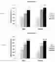Fig. 08 - BONE AUGMENTATION UTILIZING MUSCLE-DERIVED PROGENITOR COMPOSITIONS, AND TREATMENTS THEREOF