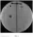 Fig. 04 - COMPOSITIONS AND METHODS FOR INHIBITING THE PROLIFERATION OF PATHOGENIC ESCHERICHIA COLI