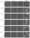 Fig. 09 - Compositions and methods for preventing and reducing inflammation and treating disorders associated with inflammation