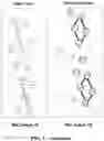 Fig. 03 - AMPHIPATHIC ALPHA-HELICAL ANTIMICROBIAL PEPTIDES TREAT INFECTIONS BY GRAM-NEGATIVE PATHOGENS