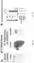 Fig. 06 - ASARM TREATMENT FOR KIDNEY AND MINERALIZATION DISORDERS AND HYPERPHOSPHATEMIA