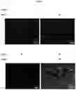 Fig. 04 - Composition for and Method of Treating Hepatic Tissue Injury