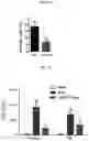 Fig. 11 - Composition for and Method of Treating Hepatic Tissue Injury
