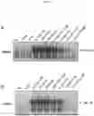 Fig. 05 - PROTECTION AGAINST STRESS-MEDIATED DAMAGE FROM IONIZING RADIATION