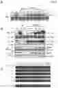 Fig. 07 - PROTECTION AGAINST STRESS-MEDIATED DAMAGE FROM IONIZING RADIATION