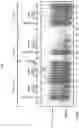 Fig. 08 - PROTECTION AGAINST STRESS-MEDIATED DAMAGE FROM IONIZING RADIATION