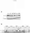Fig. 11 - PROTECTION AGAINST STRESS-MEDIATED DAMAGE FROM IONIZING RADIATION