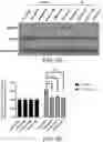 Fig. 06 - Compositions and Methods for Promoting Angiogenesis in the Eye