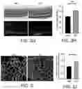 Fig. 08 - Compositions and Methods for Promoting Angiogenesis in the Eye