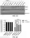 Fig. 11 - Compositions and Methods for Promoting Angiogenesis in the Eye