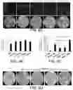 Fig. 16 - Compositions and Methods for Promoting Angiogenesis in the Eye