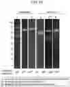 Fig. 27 - T-CELL MODULATORY MULTIMERIC POLYPEPTIDES AND METHODS OF USE THEREOF