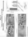 Fig. 23 - PEPTIDE IMMUNOGENS TARGETING INTERLEUKIN 6 (IL-6) AND FORMULATIONS THEREOF FOR IMMUNOTHERAPY OF DISEASES IMPACTED BY IL-6 DYSREGULATION