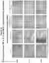 Fig. 24 - PEPTIDE IMMUNOGENS TARGETING INTERLEUKIN 6 (IL-6) AND FORMULATIONS THEREOF FOR IMMUNOTHERAPY OF DISEASES IMPACTED BY IL-6 DYSREGULATION