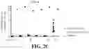 Fig. 06 - ANUCLEATE CELL-DERIVED VACCINES