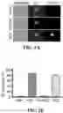Fig. 10 - ANUCLEATE CELL-DERIVED VACCINES