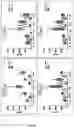 Fig. 06 - Gut bacteria derived microvesicles for vaccine delivery