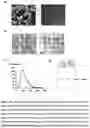 Fig. 12 - Gut bacteria derived microvesicles for vaccine delivery