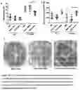 Fig. 22 - Gut bacteria derived microvesicles for vaccine delivery