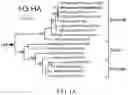Fig. 02 - Materials and methods for respiratory disease control in canines