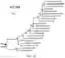 Fig. 03 - Materials and methods for respiratory disease control in canines