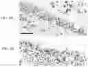 Fig. 04 - Materials and methods for respiratory disease control in canines