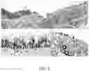 Fig. 07 - Materials and methods for respiratory disease control in canines