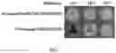 Fig. 10 - Materials and methods for respiratory disease control in canines