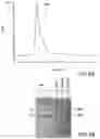 Fig. 03 - POLYMERSOMES COMPRISING A COVALENTLY BOUND ANTIGEN AS WELL AS METHODS OF MAKING AND USES THEREOF