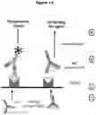 Fig. 33 - Ii vaccine adjuvant