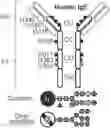 Fig. 01 - GLYCOENGINEERING IMMUNOGLOBULIN E