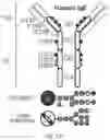 Fig. 02 - GLYCOENGINEERING IMMUNOGLOBULIN E