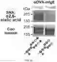 Fig. 09 - GLYCOENGINEERING IMMUNOGLOBULIN E