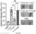 Fig. 10 - GLYCOENGINEERING IMMUNOGLOBULIN E