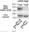 Fig. 13 - GLYCOENGINEERING IMMUNOGLOBULIN E