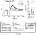 Fig. 17 - GLYCOENGINEERING IMMUNOGLOBULIN E