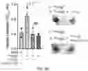 Fig. 19 - GLYCOENGINEERING IMMUNOGLOBULIN E