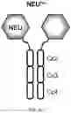 Fig. 21 - GLYCOENGINEERING IMMUNOGLOBULIN E