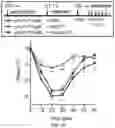 Fig. 23 - GLYCOENGINEERING IMMUNOGLOBULIN E